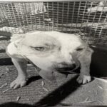 An image of Sway. Sway is a Terrier, Pit Bull.