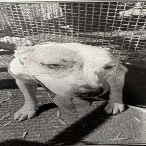 An image of Sway. Sway is a Terrier, Pit Bull.