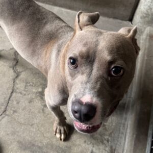 An image of Frankie. Frankie is a Terrier, Pit Bull.
