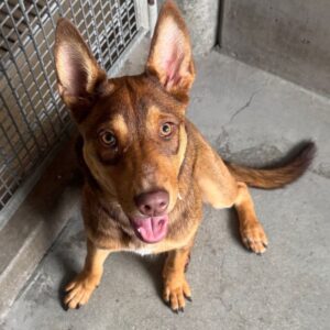 An image of Fiona. Fiona is a Shepherd, German/Mixed Breed (Medium).