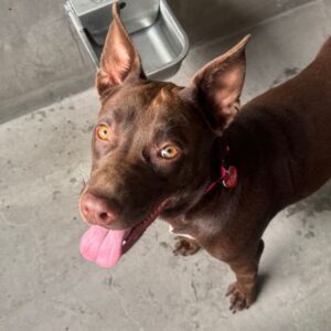 An image of Tia. Tia is a Retriever, Chocolate Labrador/Mixed Breed (Medium).