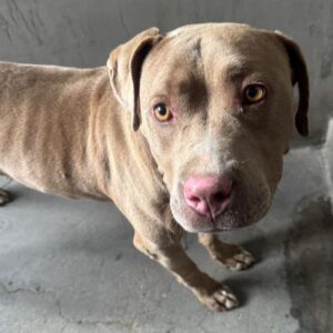 An image of Kayla. Kayla is a Terrier, Pit Bull/Mixed Breed (Large).