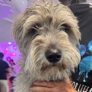 An image of Remington. Remington is a Schnauzer, Miniature.