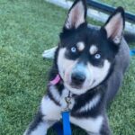 An image of Sky. Sky is a Husky, Siberian.