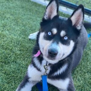 An image of Sky. Sky is a Husky, Siberian.