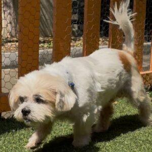 An image of Big Sur. Big Sur is a Shih Tzu.
