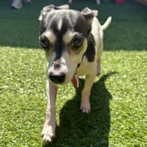 An image of Roscoe. Roscoe is a Chihuahua.