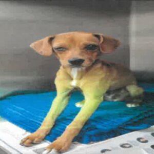 An image of Pebbles. Pebbles is a Chihuahua.