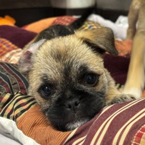 An image of Beckham. Beckham is a Pug.