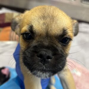 An image of Pele. Pele is a Pug.
