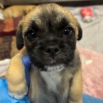 An image of Messi. Messi is a Pug.