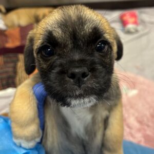 An image of Messi. Messi is a Pug.