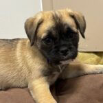 An image of Messi. Messi is a Pug.