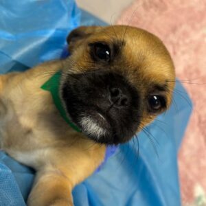 An image of Ronaldo. Ronaldo is a Pug.