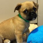 An image of Ronaldo. Ronaldo is a Pug.
