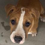 An image of Rob. Rob is a Terrier, Pit Bull.