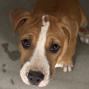 An image of Rob. Rob is a Terrier, Pit Bull.
