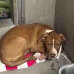 An image of Khloe. Khloe is a Terrier, Pit Bull.