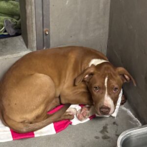 An image of Khloe. Khloe is a Terrier, Pit Bull.