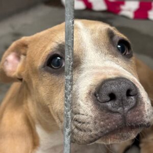 An image of Kourtney. Kourtney is a Terrier, Pit Bull.