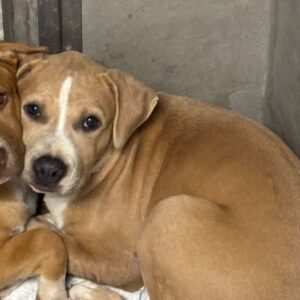 An image of Kylie. Kylie is a Terrier, Pit Bull.