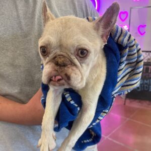 An image of Eloise. Eloise is a Bulldog, French.