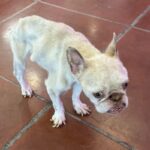 An image of Eloise. Eloise is a Bulldog, French.