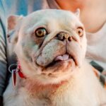 An image of Eloise. Eloise is a Bulldog, French.