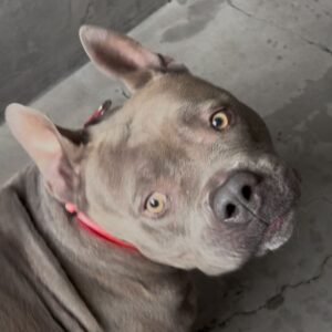 An image of Laurel. Laurel is a Terrier, Staffordshire Bull.
