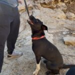 An image of Megan. Megan is a Mixed Breed (Medium).