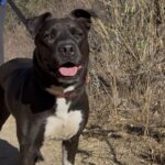 An image of Megan. Megan is a Mixed Breed (Medium).