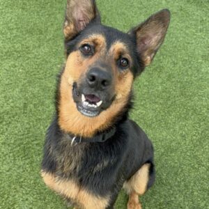 An image of Jerome. Jerome is a Shepherd, German.