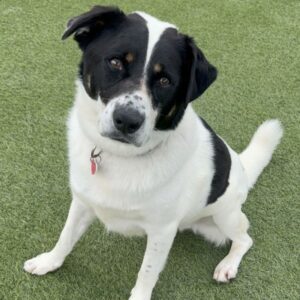 An image of Oscar. Oscar is a Mixed Breed (Medium).