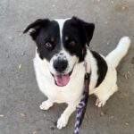 An image of Oscar. Oscar is a Mixed Breed (Medium).