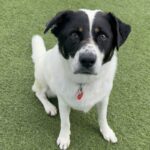 An image of Oscar. Oscar is a Mixed Breed (Medium).