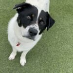 An image of Oscar. Oscar is a Mixed Breed (Medium).