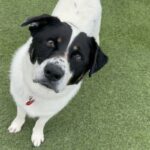 An image of Oscar. Oscar is a Mixed Breed (Medium).