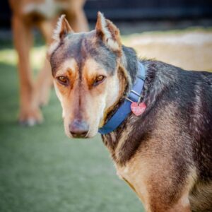 An image of Bruno Mars. Bruno Mars is a Mixed Breed (Large).