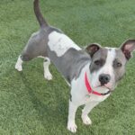 An image of Olla. Olla is a Terrier, Pit Bull.