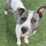 An image of Olla. Olla is a Terrier, Pit Bull.