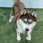 An image of Canela. Canela is a Husky.
