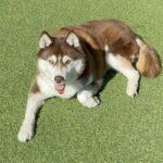 An image of Canela. Canela is a Husky.
