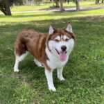 An image of Canela. Canela is a Husky.