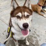 An image of Canela. Canela is a Husky.