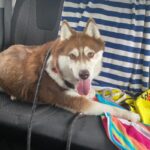 An image of Canela. Canela is a Husky.