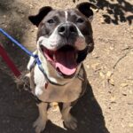 An image of Lucky. Lucky is a Terrier, Pit Bull.