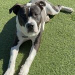 An image of Lucky. Lucky is a Terrier, Pit Bull.