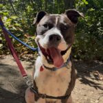 An image of Lucky. Lucky is a Terrier, Pit Bull.