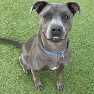 An image of Grey. Grey is a Terrier, Pit Bull.