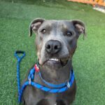 An image of Grey. Grey is a Terrier, Pit Bull.